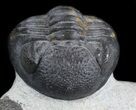 Nice Morocops Trilobite - Foum Zguid, Morocco #36021-2